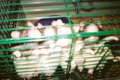 My rats5